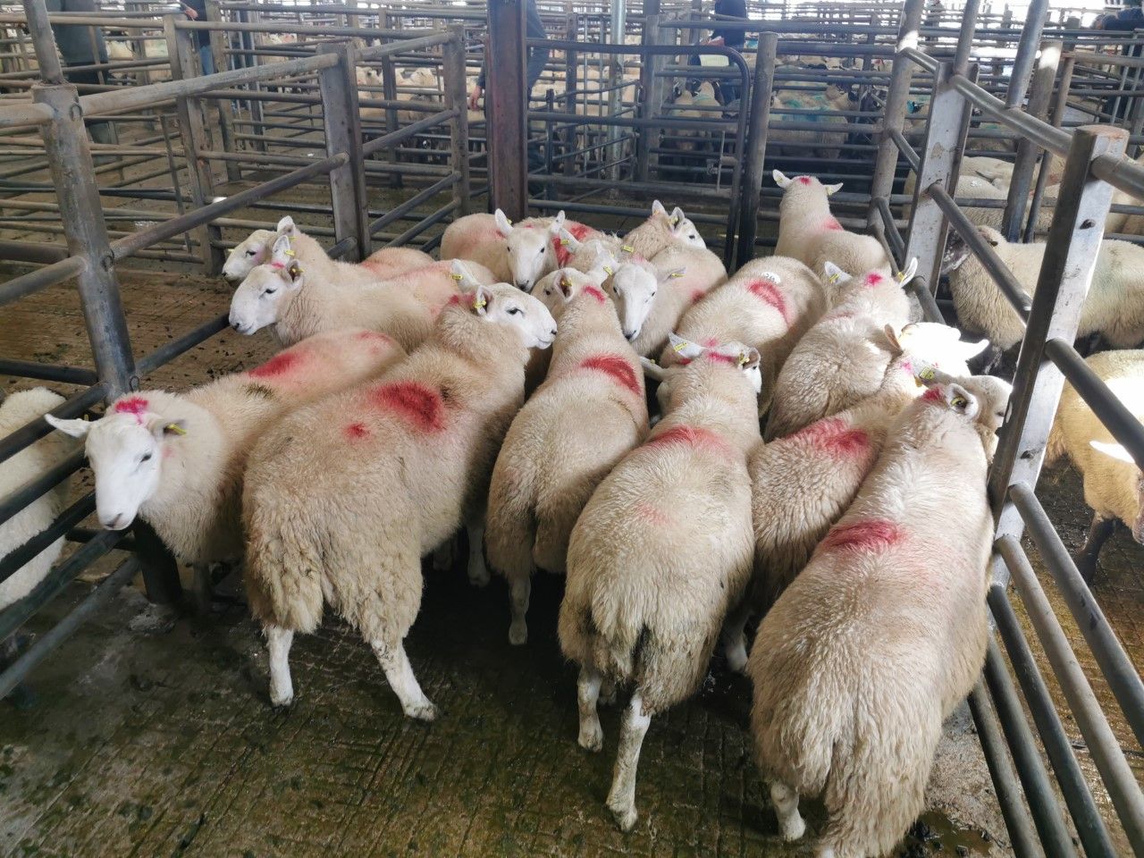 Sheep marts: Trade remains strong across the board