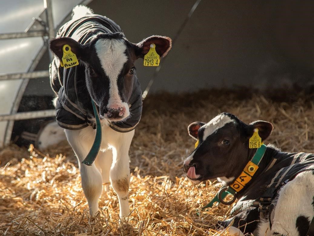DAERA and CAFRE advise on how to efficiently house calves