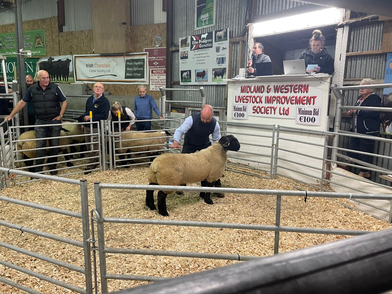 Big Boy Ram sale: Kilduff Bruno tops trade at €3,700