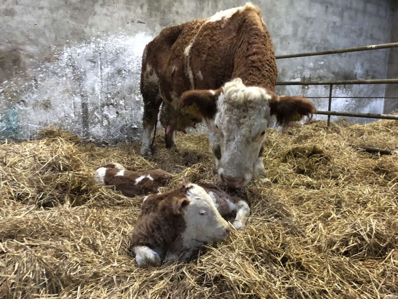 Keeping on top of hygiene during the calving season