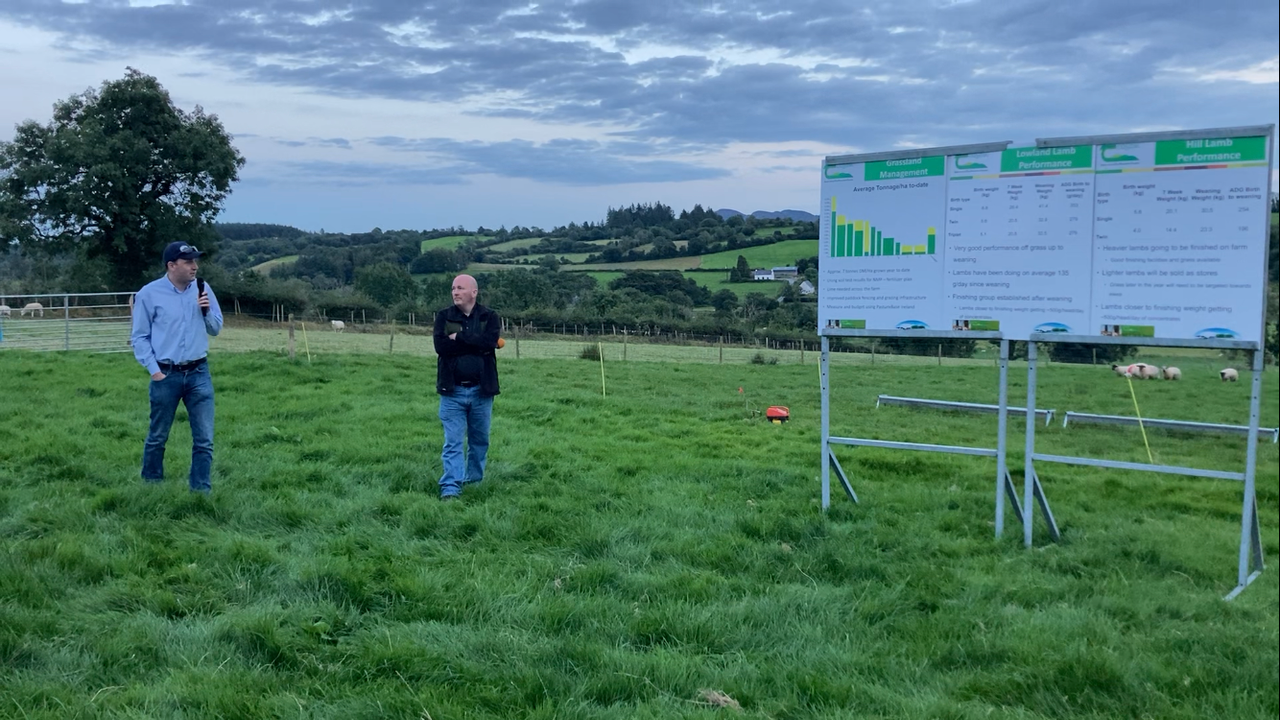 Take advantage of 'cheap' weight gain grass offers lighter lambs