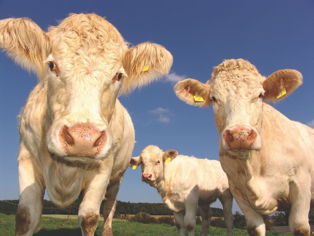 Cattle chase jewel burglar into clutches of Gardaí