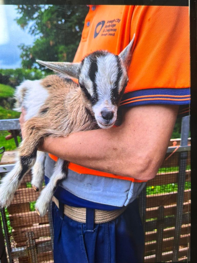 The three-week-old pygmy goat back home at Tannaghmore Animal Farm. Source: Police Armagh, Banbridge & Craigavon on Facebook
