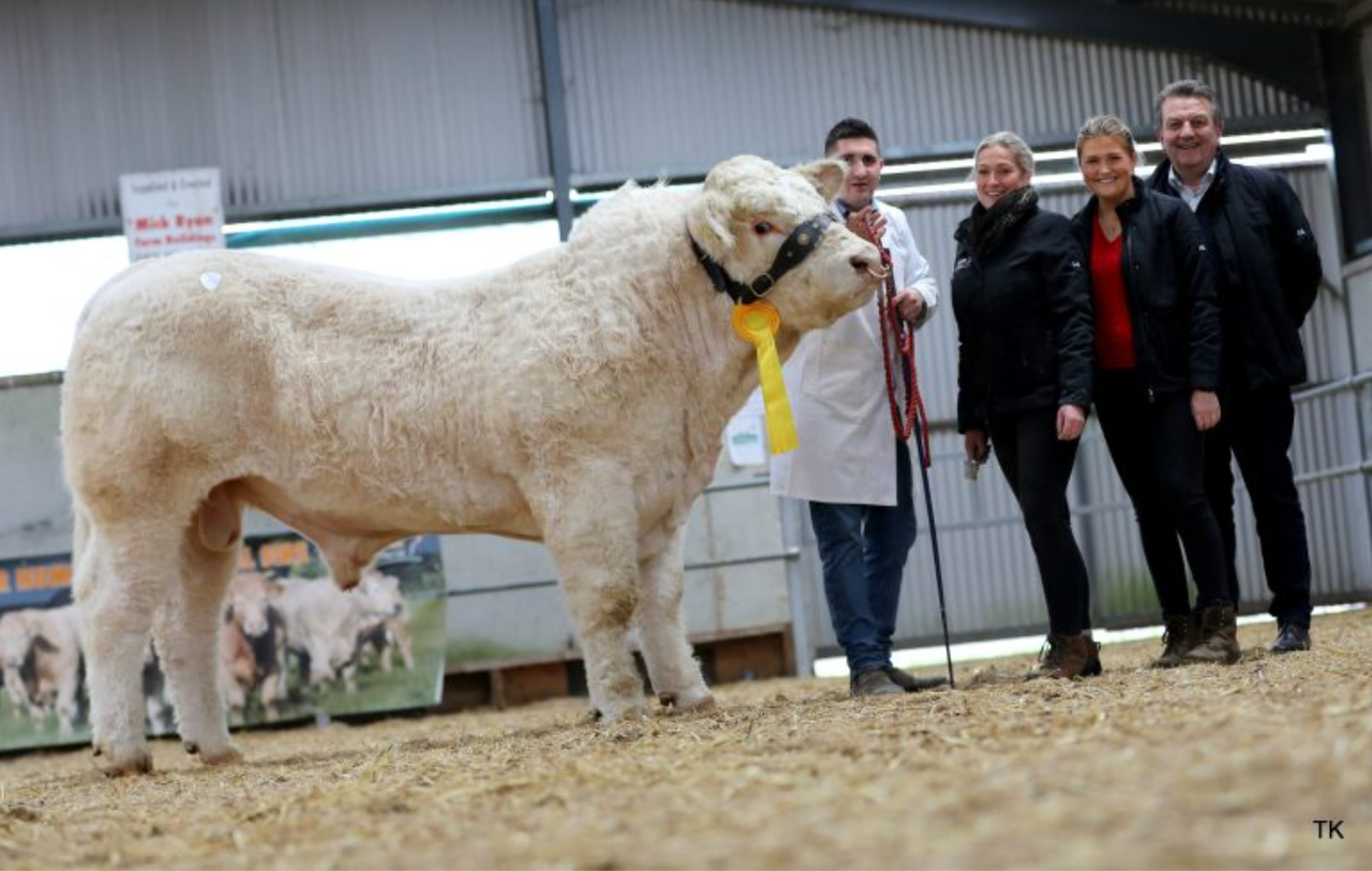 Charolais bulls average over €4,000 at Tullamore sale