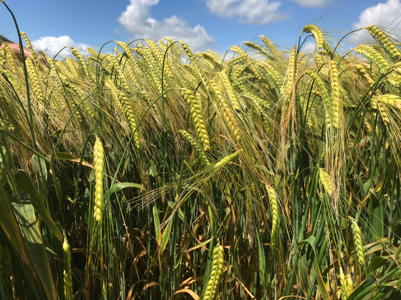 Winter barley hits record area - 80,000ha; but challenges lie ahead