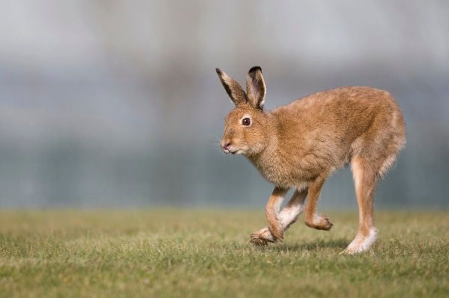 ISPCA: Over 3,000 hares were coursed during the '23/'24 season