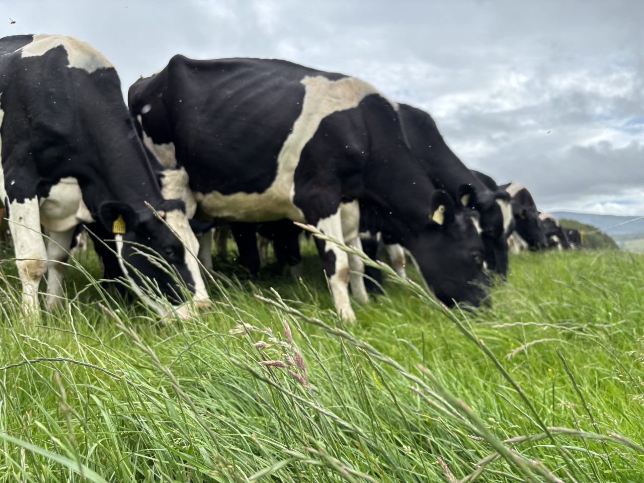 Are we facing a fodder crisis or a cashflow crisis?