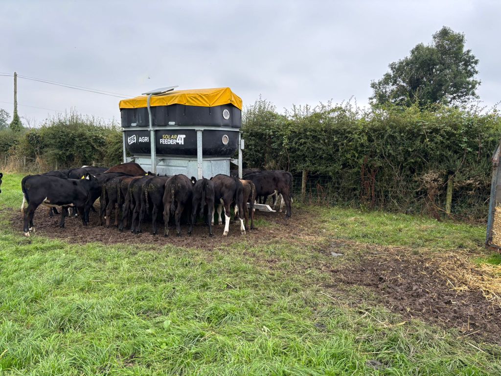 Carthy also has an automated meal feeder with the calves. This unit is solar powered and can be set to feed a specific amount of concentrates at certain times of the day
