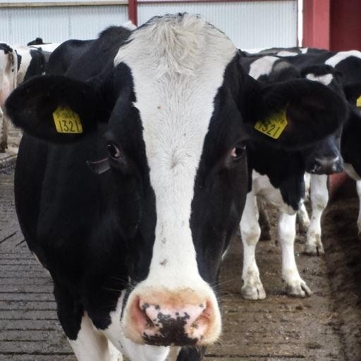 Tweeting cow at the National Ploughing Championships
