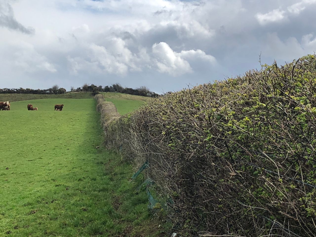 Hedgerows 'highly unlikely' to be included in carbon calculations this year