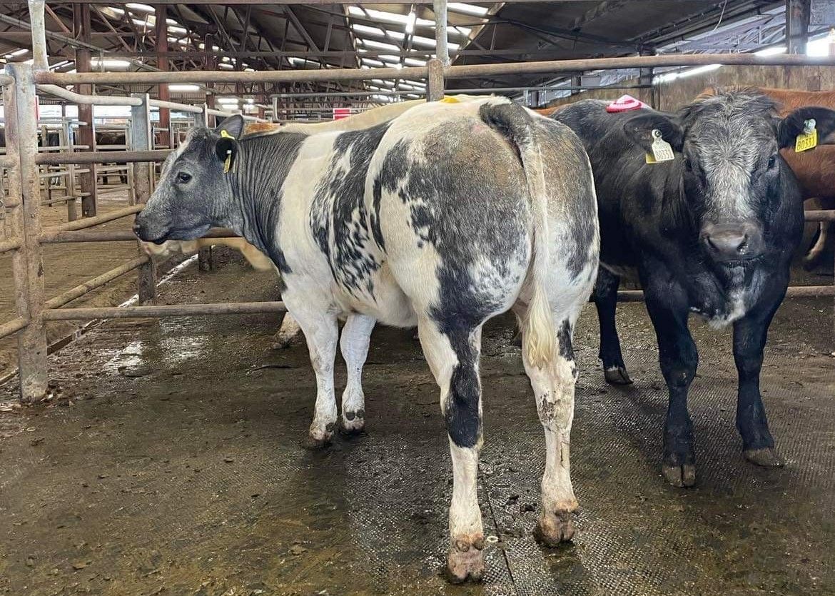 Sixmilebridge Belgian Blue weanling sale sees prices hit €2,130