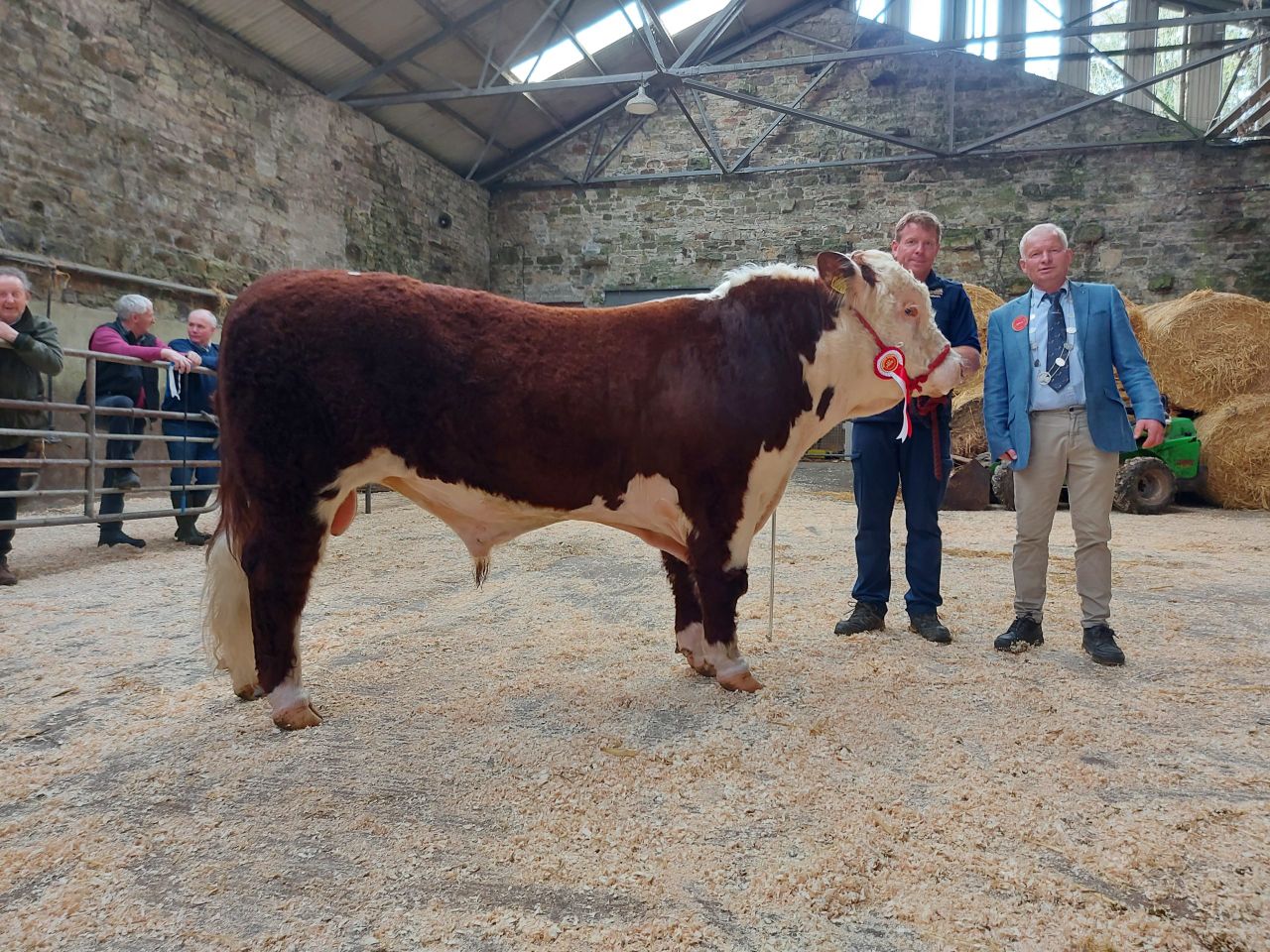 Full clearance and top trade for Hereford bulls at Bandon