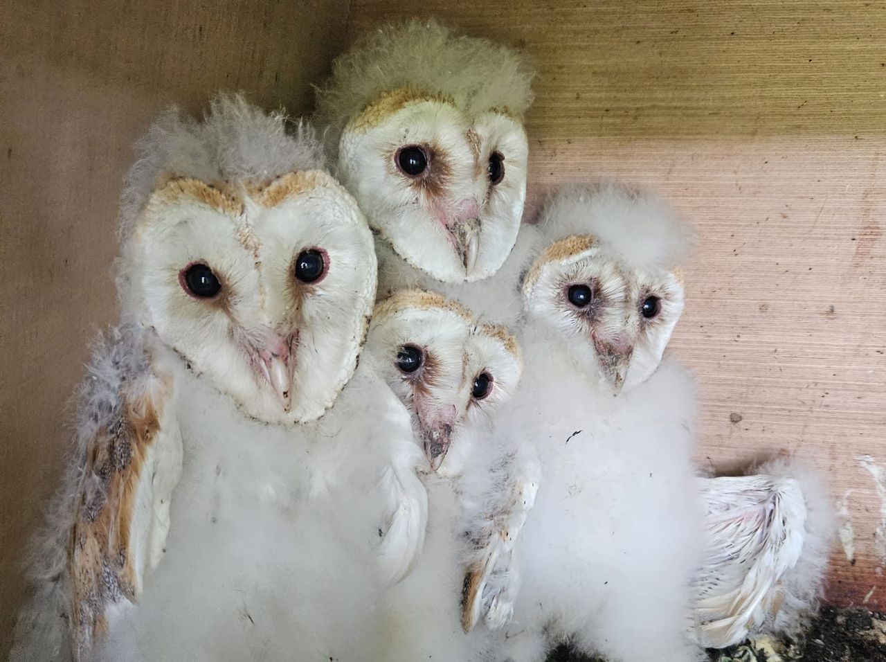 Barn owl nest boxes to be set up under Clare biodiversity project