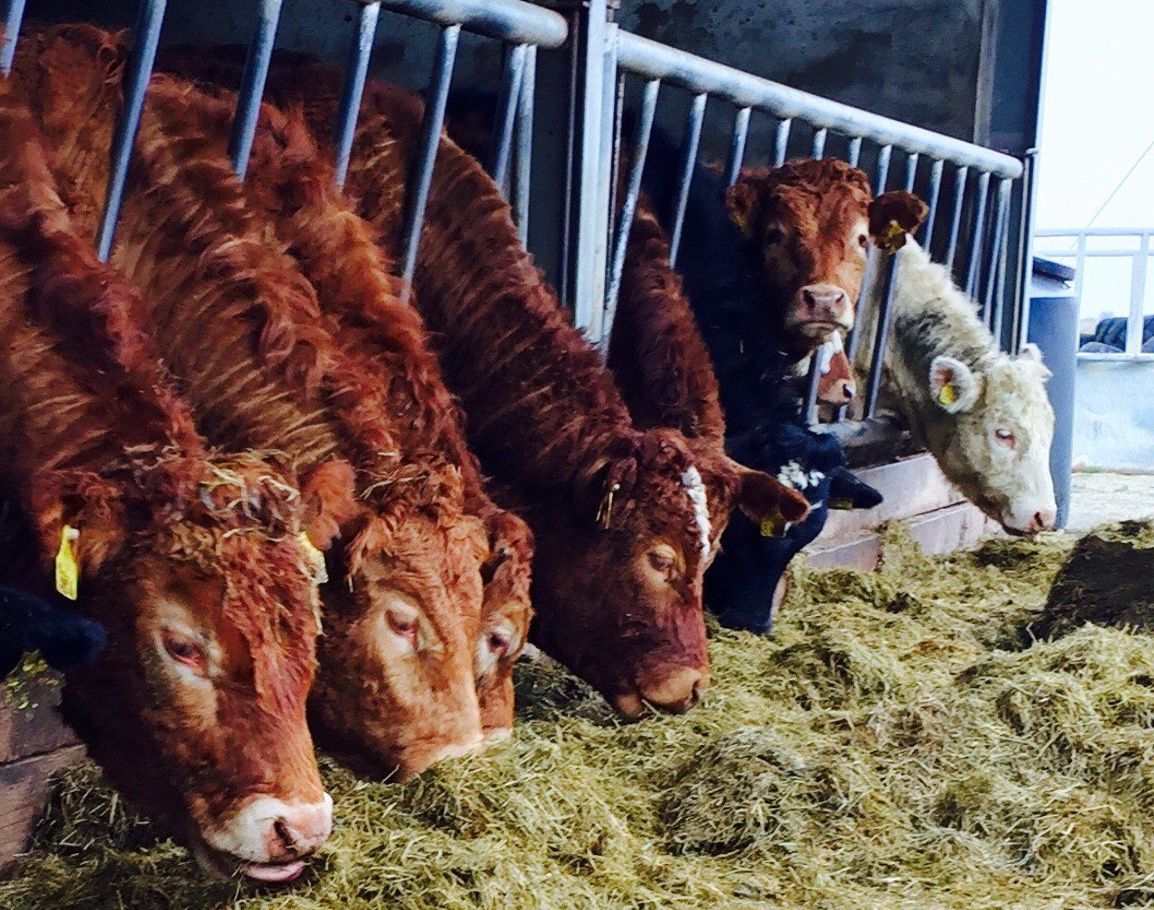 'Forage Register' set up to combat worsening fodder crisis