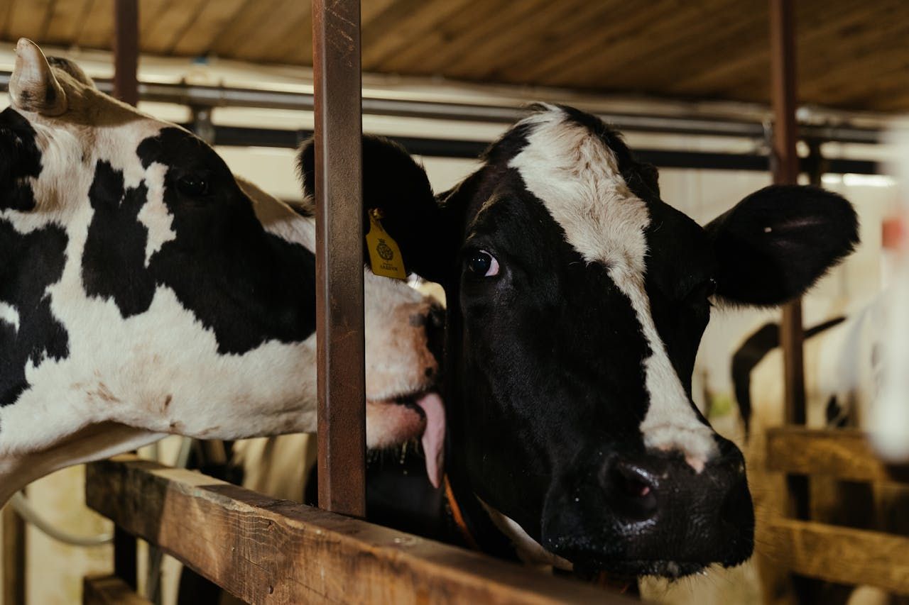 3,459 from unrestricted herds kill out with 'lesions suspicious of TB'