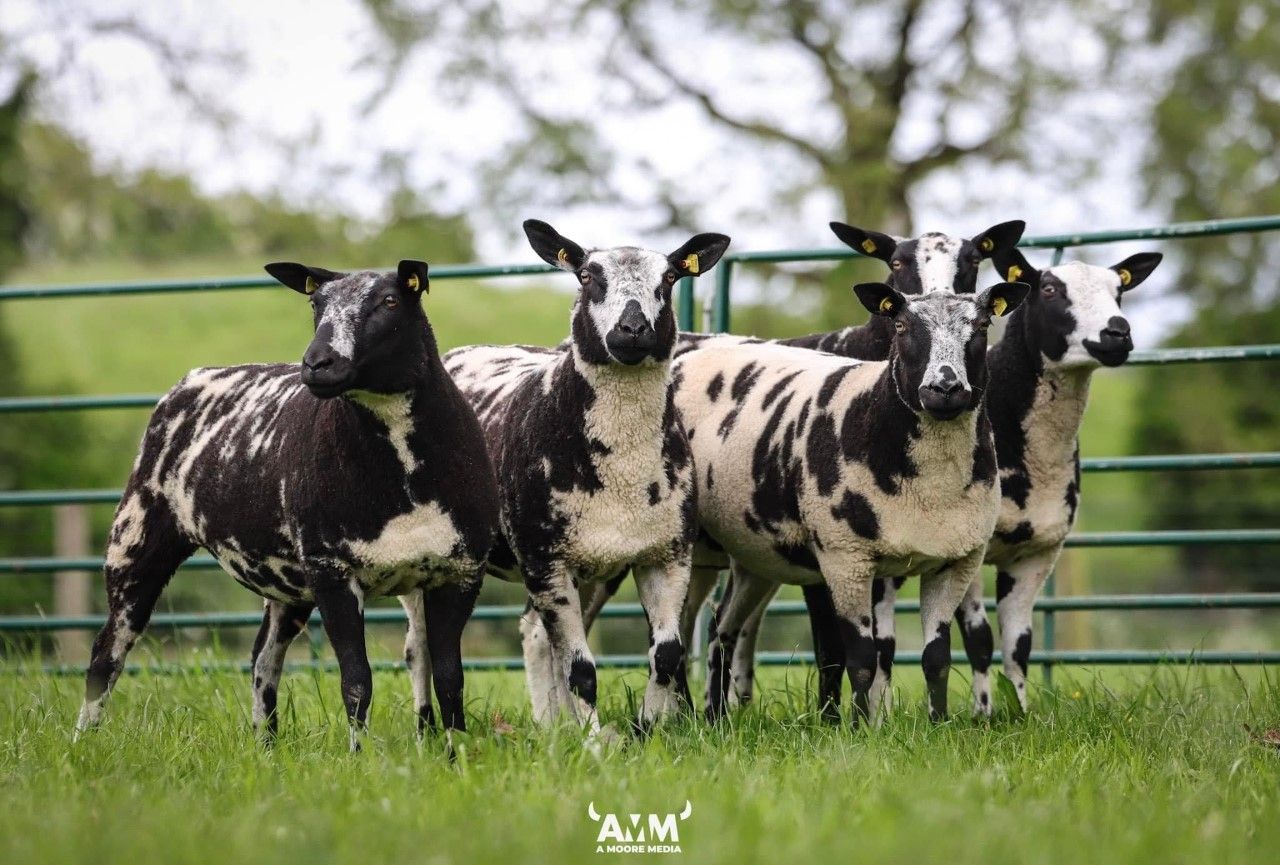 Super Sixty Sale tops €3,000 for a shearling ewe