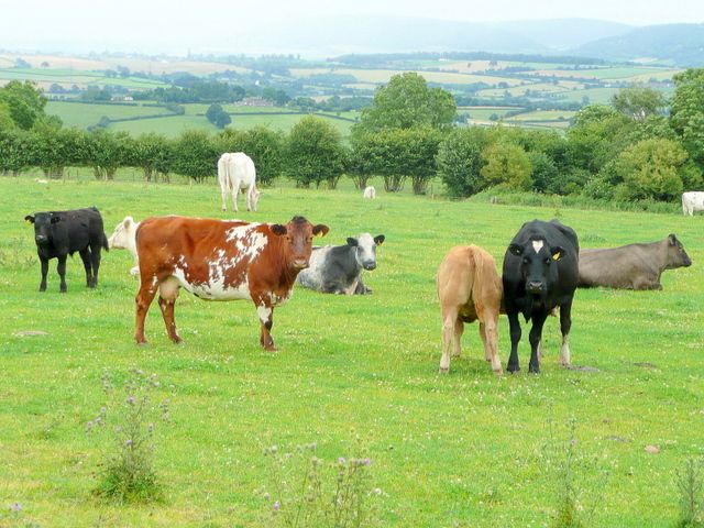 Beef training and research facilities are 'out of date'
