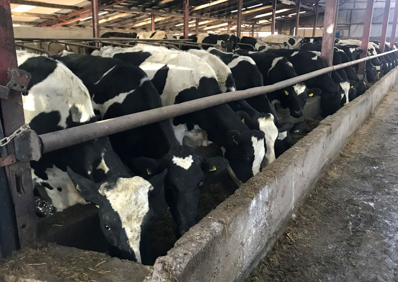What minerals are required by the dairy cow during the dry period?