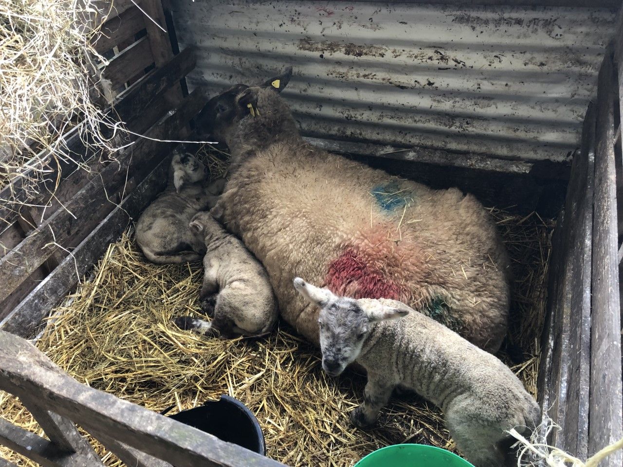 'Infection and dystocia the 2 main causes of lamb mortality'