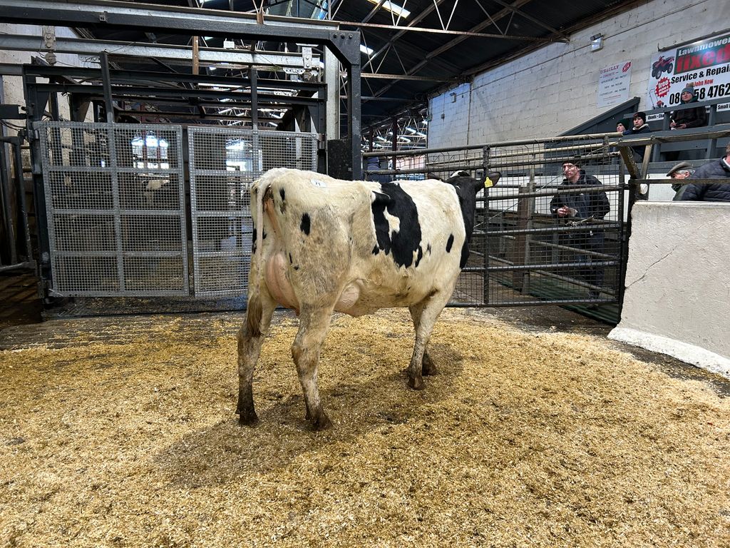 Lot 71: Ballyelan Praser Dellia 3714, sold for2,180gns