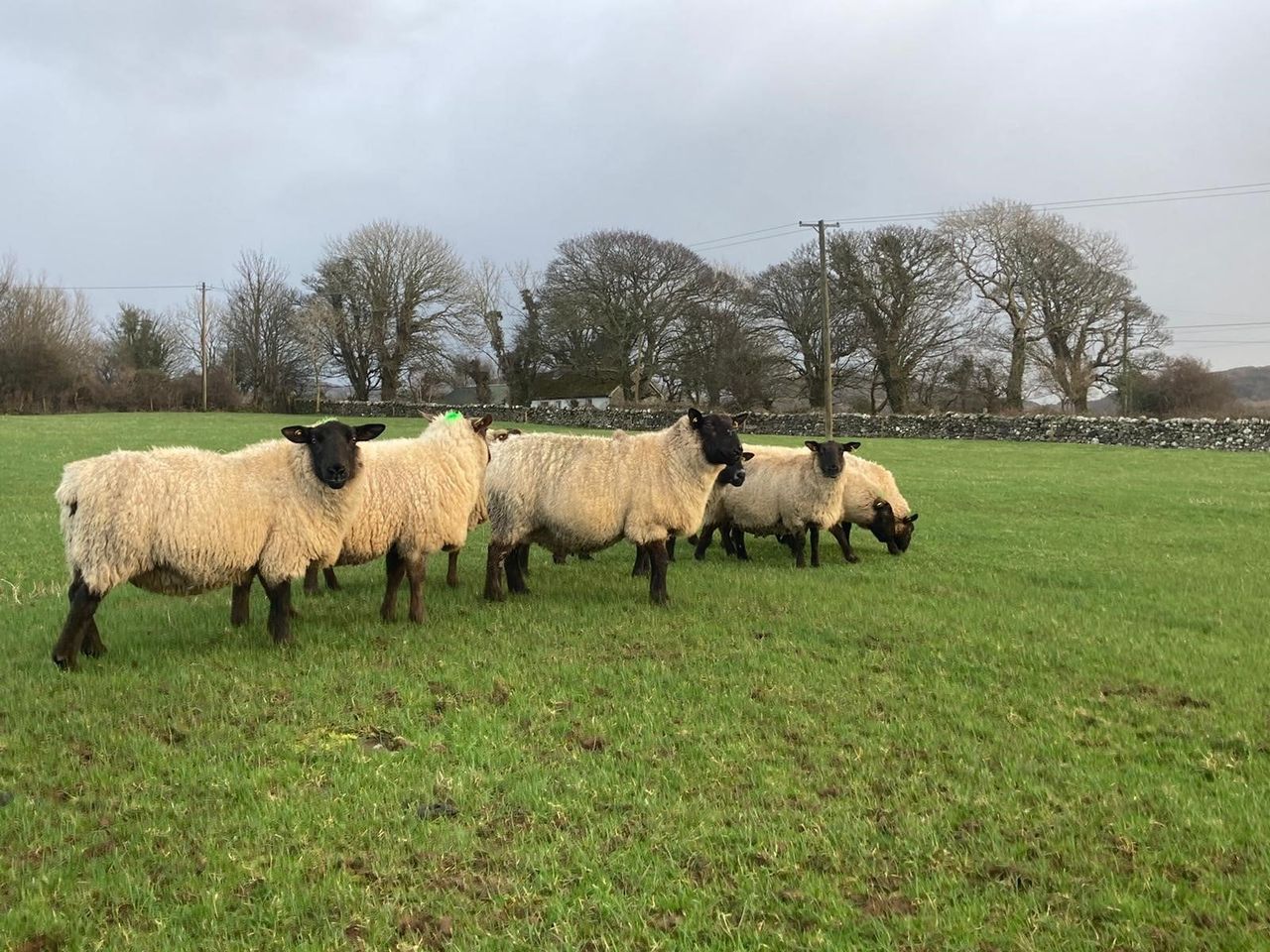 Dowra Mart set to host sale of 80 'outstanding' in-lamb ewes this Friday