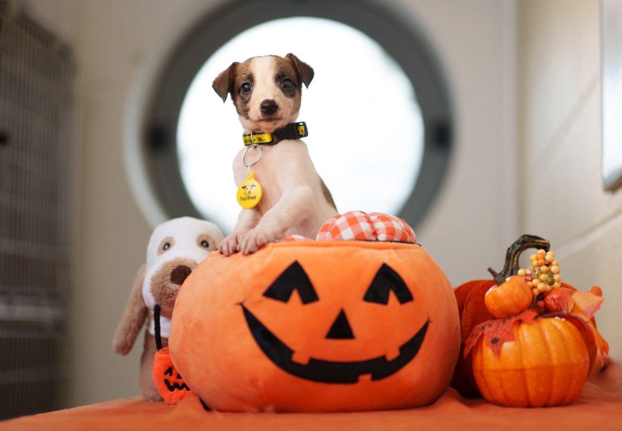Survey reveals how dogs cope with Halloween festivities