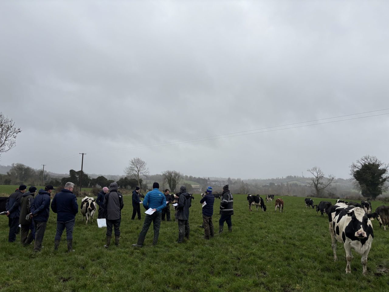 Spring grazing: Cows see grass in Co. Monaghan