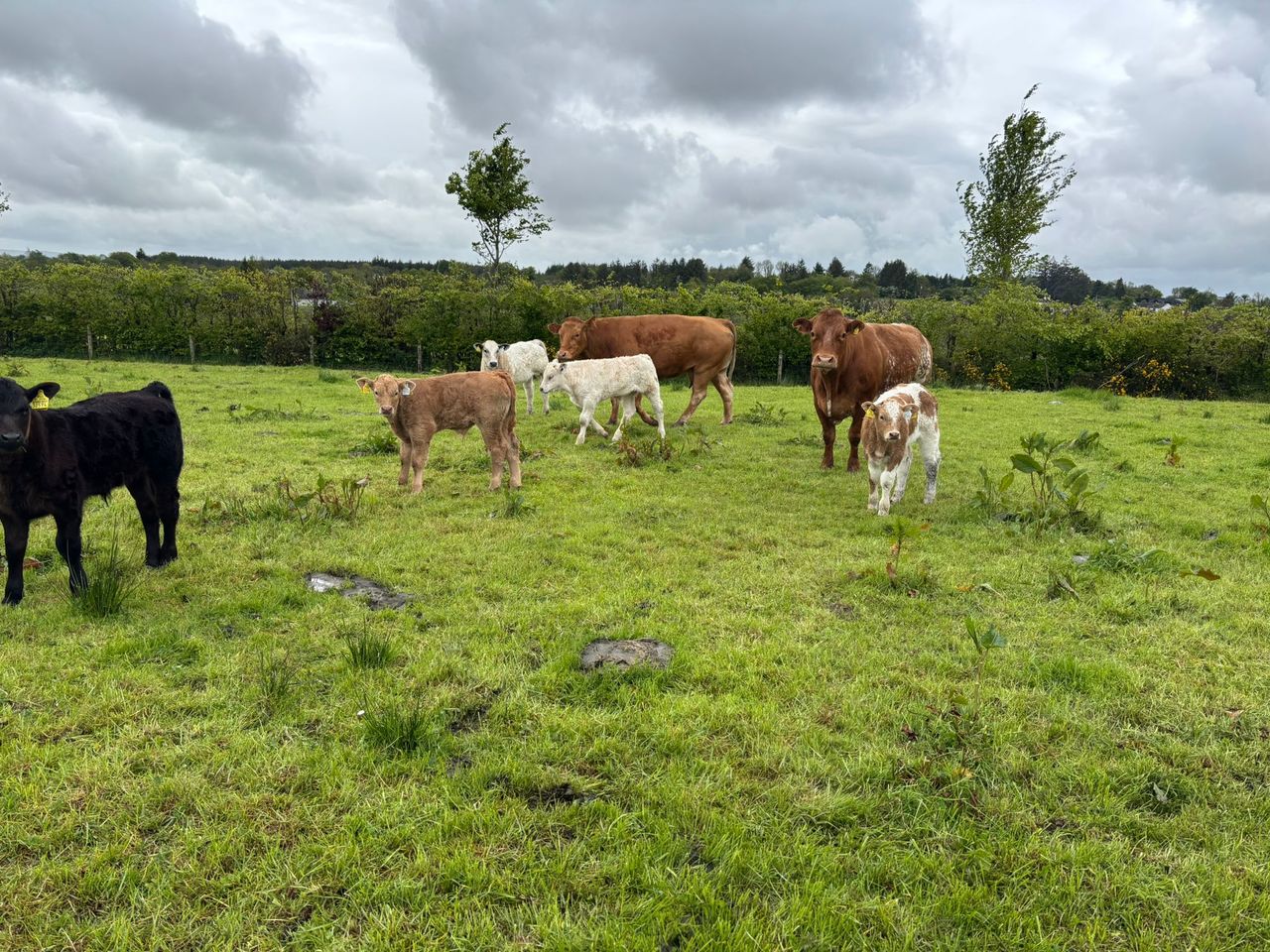 ABP Monitor Farms: Update from Sligo suckler and dairy-beef farm