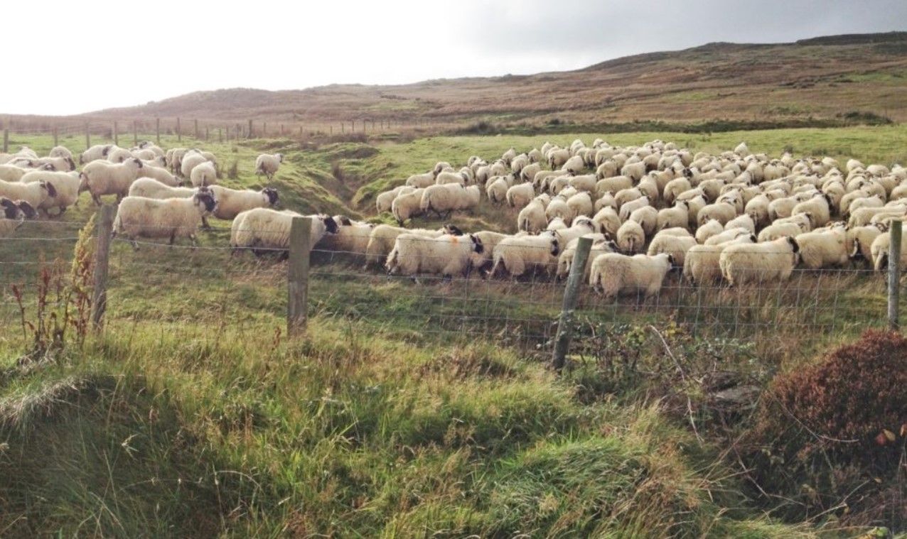 Results from trial finishing hill lambs on organic forage-based diets
