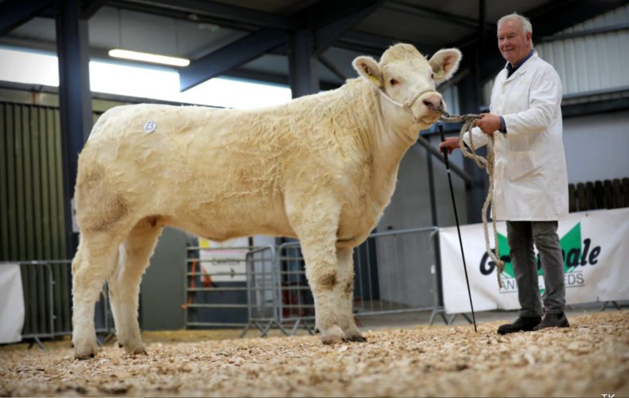 Average price of €4,070 at Carrick Charolais heifer sale