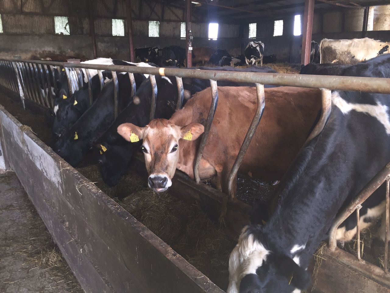 'Budgets should be the cornerstone of every dairy business'