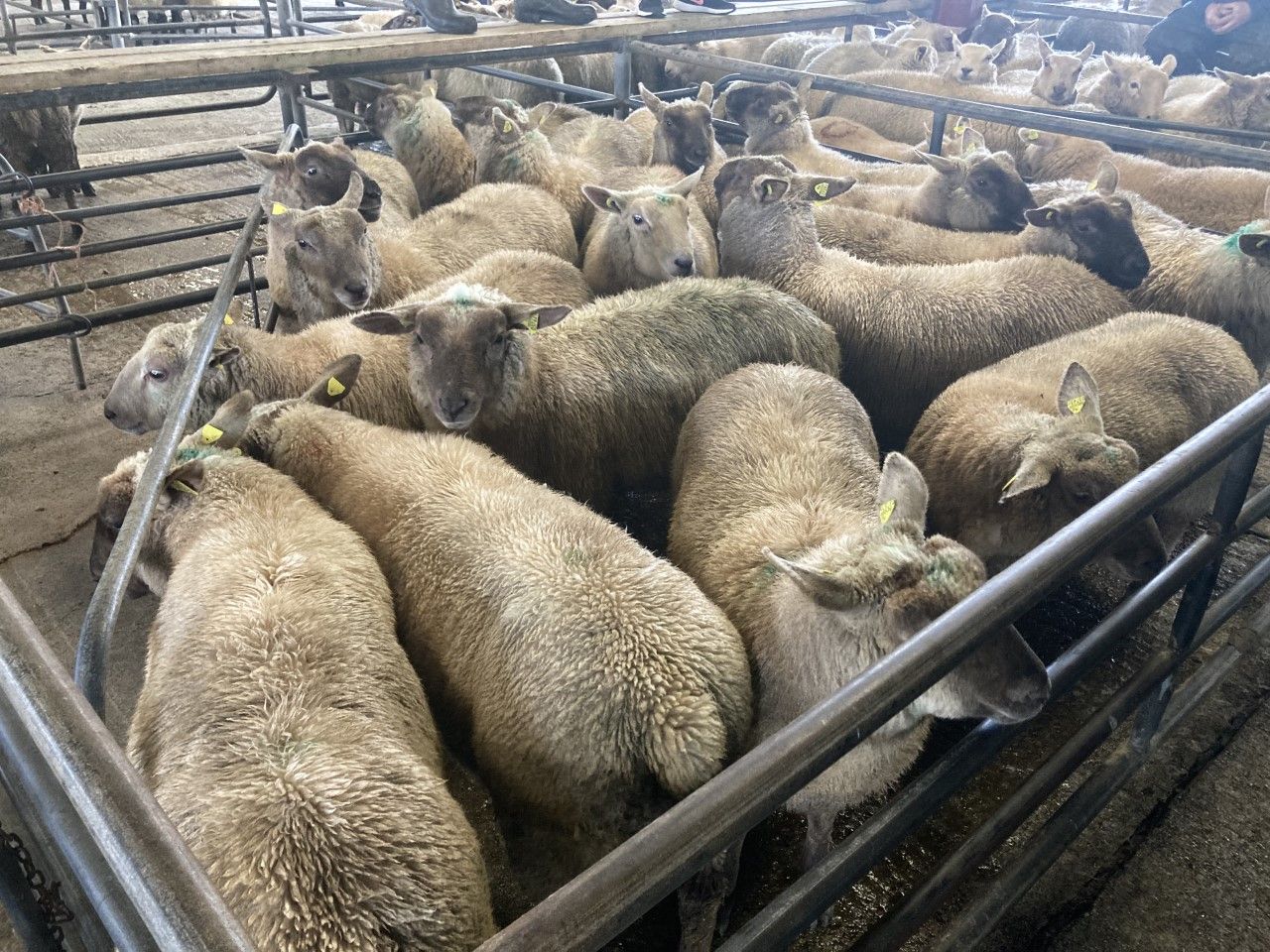 Sheep trade: Hogget prices stir to move up 5c/kg in cases