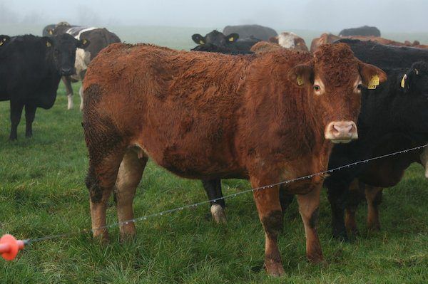 Pics: Suckler herd dispersal sale sees top price of €1,760 for in-calf heifer