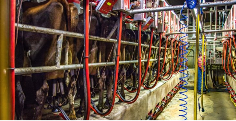 How can I make the spring workload easier on my dairy farm?