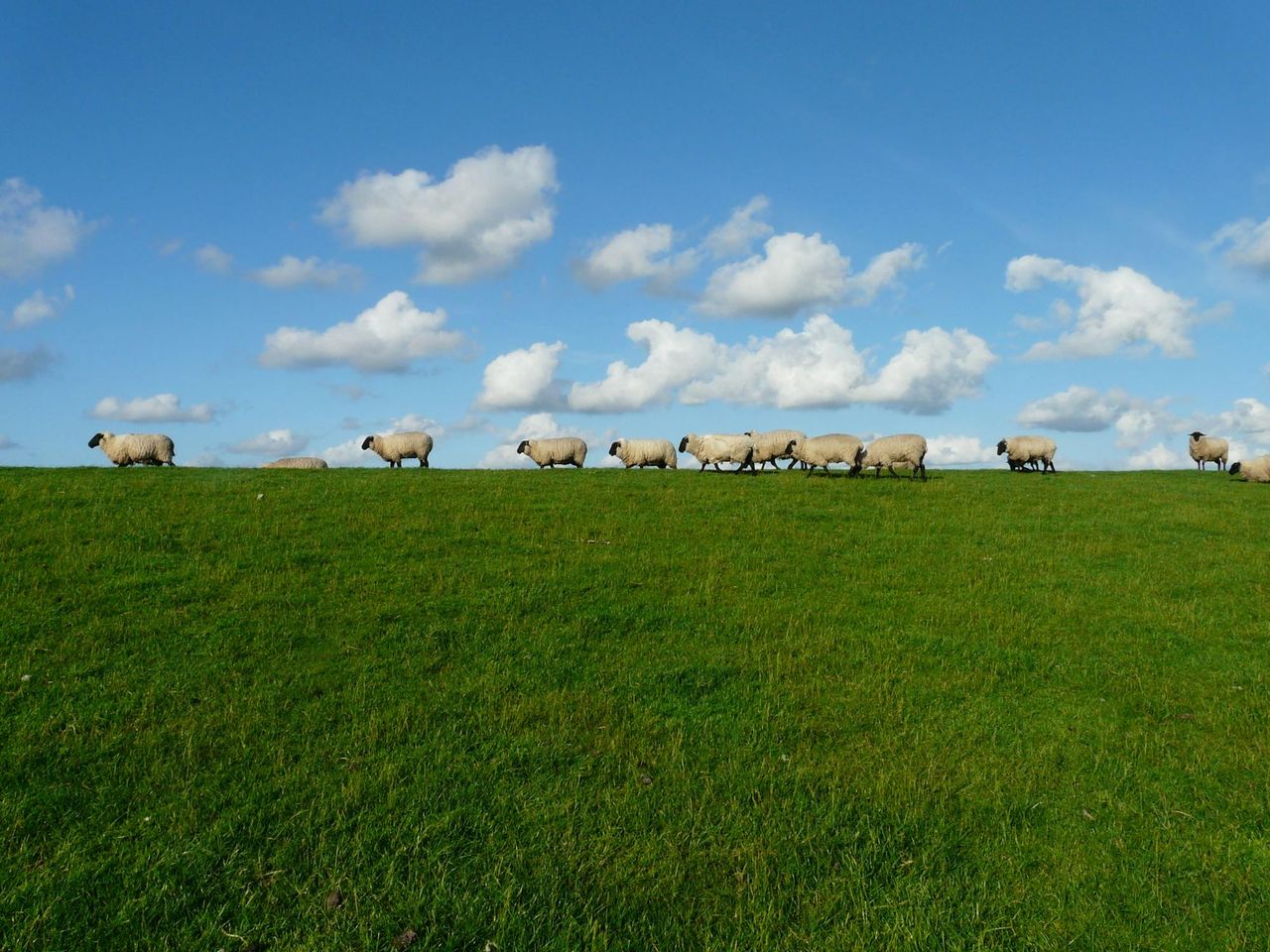 AHDB: UK sheep meat production set to rise by 2%