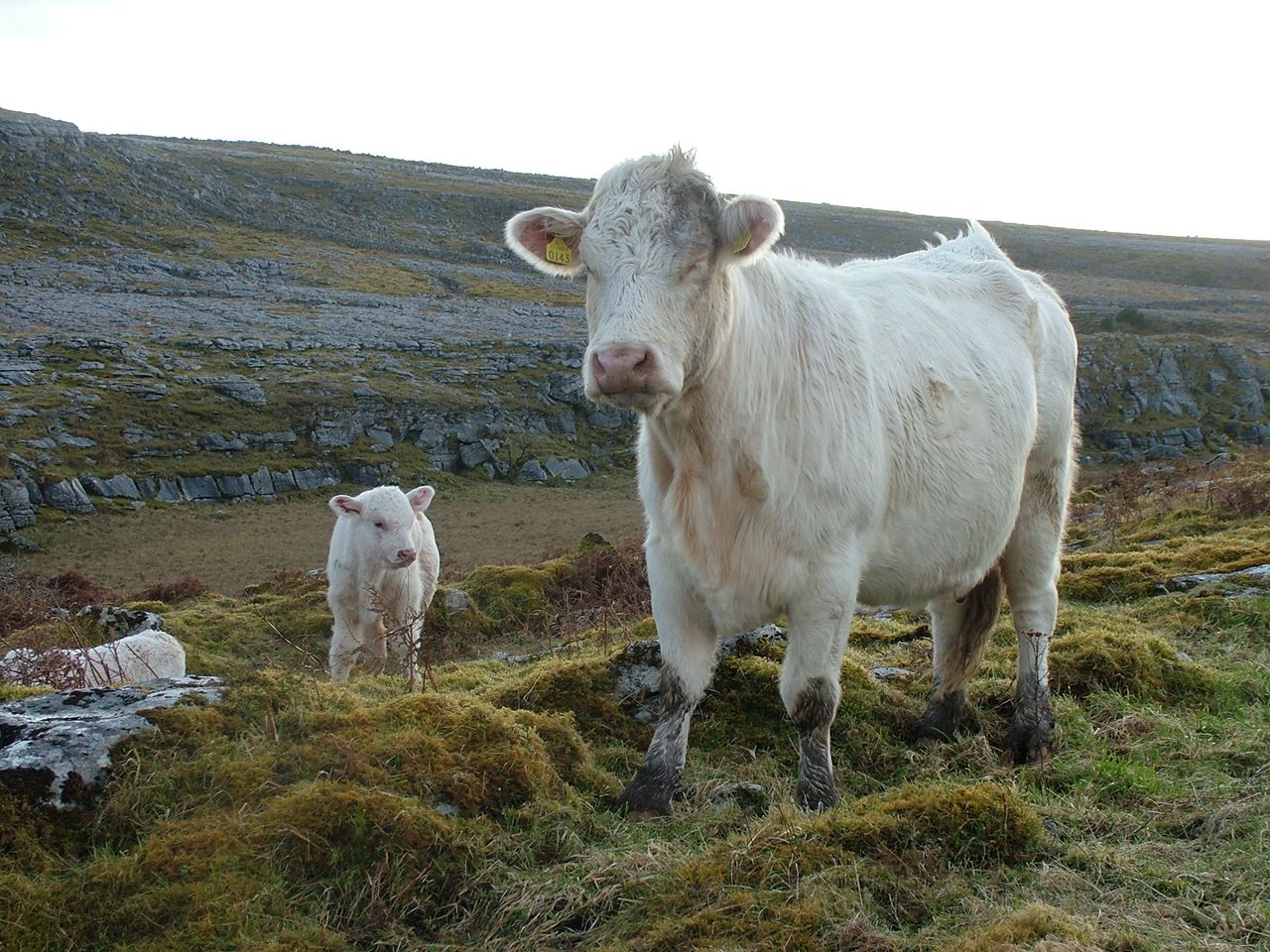 BurrenLIFE project nominated for Green Awards