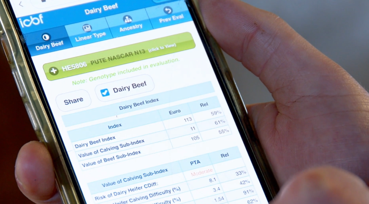 How to quickly search figures for an AI or stock bull : Advantage Spring Dairy-Beef Series