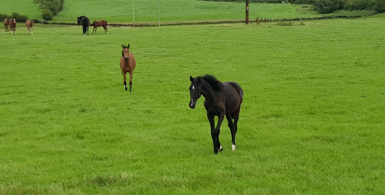 Minister launches scheme to improve horse traceability
