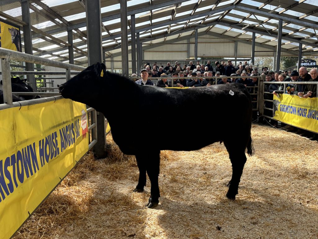Selling at €8,200 was Lot 28 Gigginstown Templar Rose