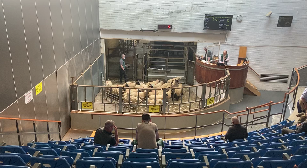 'Phenomenal trade' seen at Kilkenny Mart's sheep sale on Monday