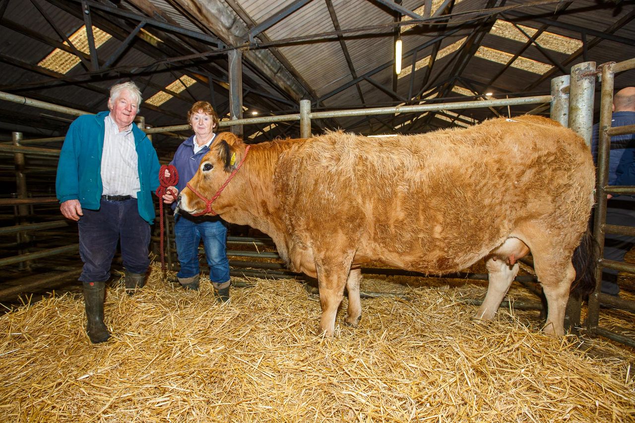 In-calf heifer takes top price at Aubrac show and sale