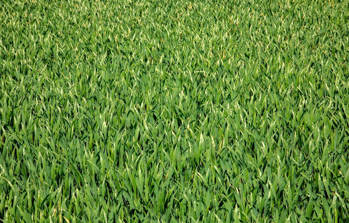 Mixed weather provides timing challenges on wheat