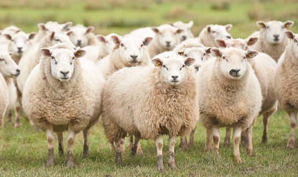Farm Assist recipients fall 33% in 5 years