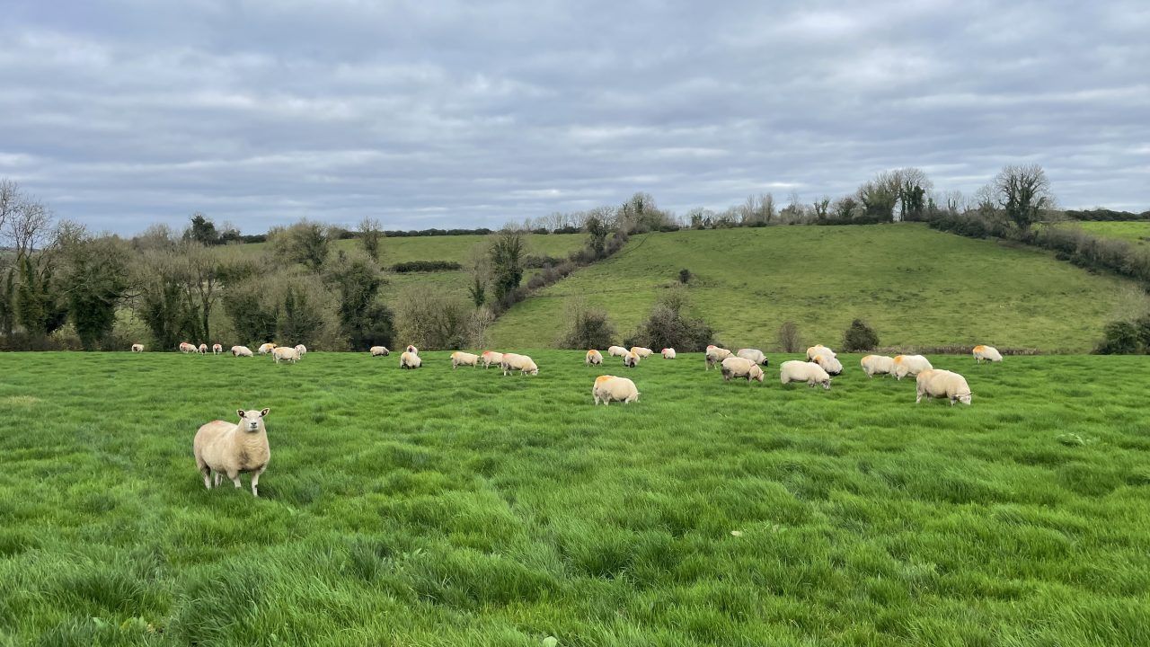 Sheep Trade: Ewe price surges as spring lamb nears €10/kg