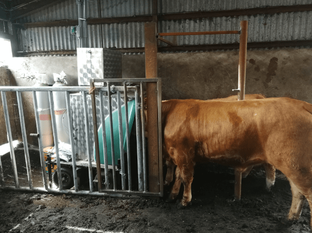 ICBF and Teagasc to tackle methane emissions from cattle