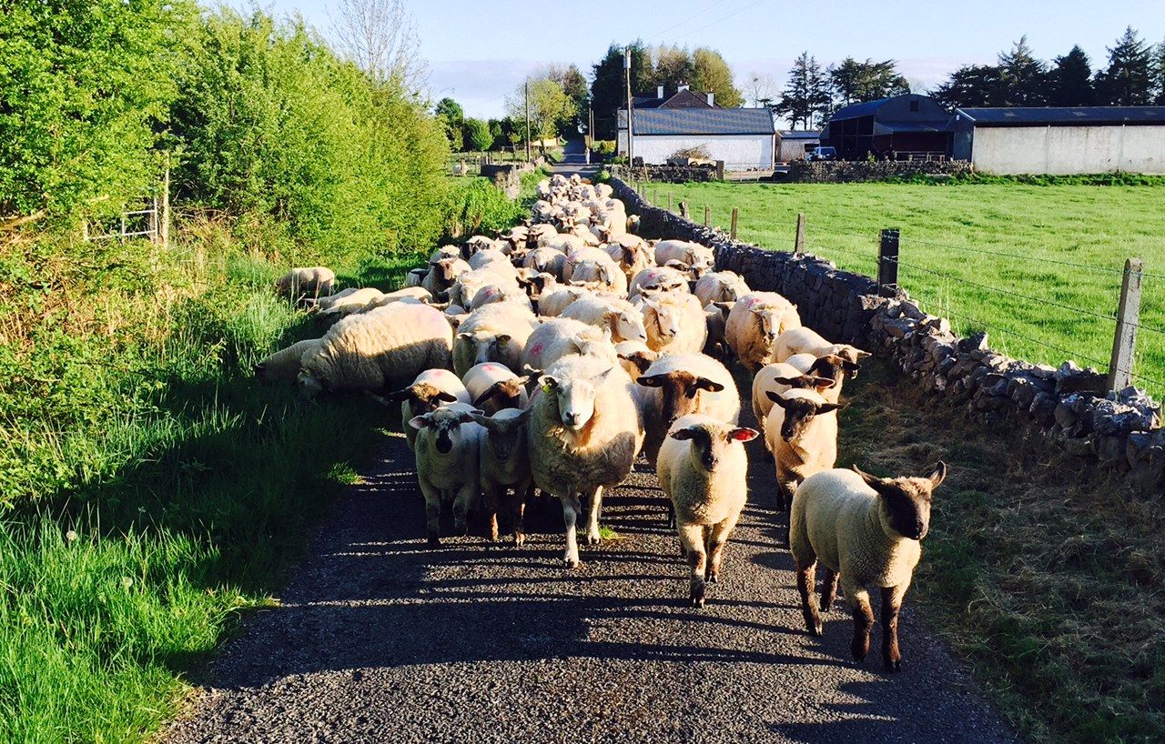 New sheep payment will be higher than previous schemes - Minister