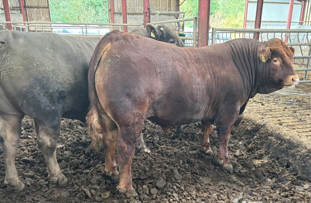 Bulls have had an average carcass weight of 407kg to date this year