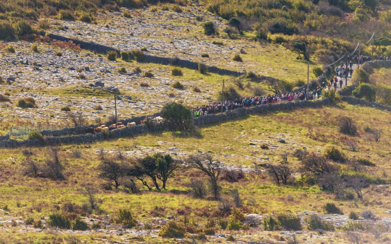 Burren residents mark 'ancient tradition' with cattle drive