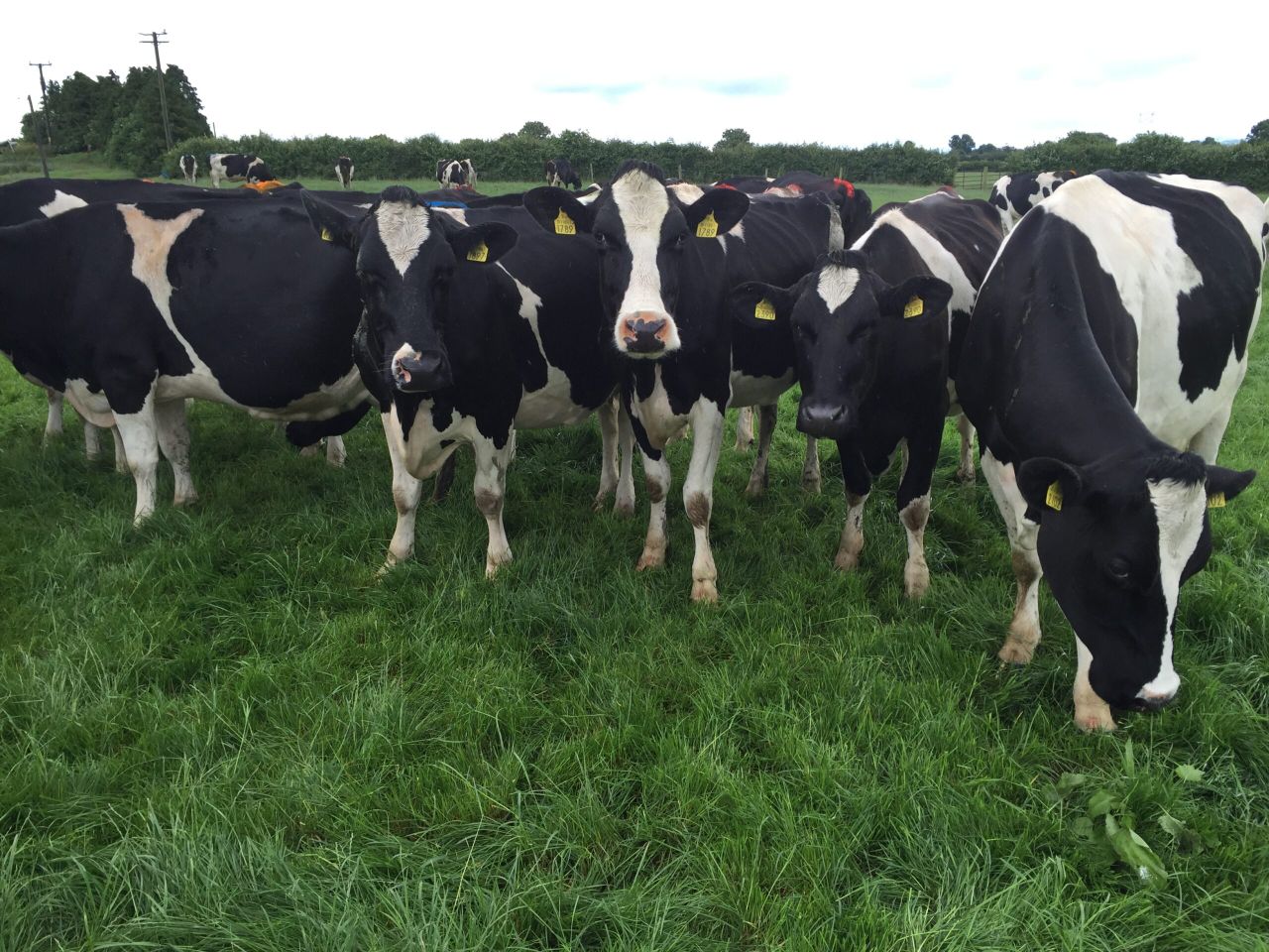 Pics and video: Challenges of switching from a winter to spring milk herd