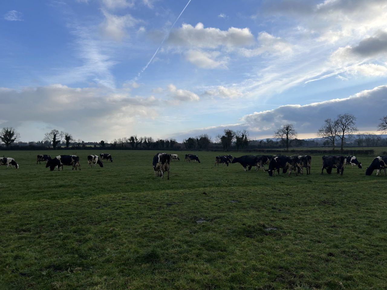 Breeding: Improving genetics and milk solids on farm